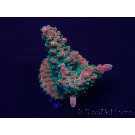 WYSIWYG Acropora 15Z10 Mariculture acclimaté led