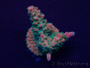 WYSIWYG Acropora Maricoltura acclimatata a LED