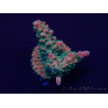 WYSIWYG Acropora 15Z10 Mariculture acclimaté led