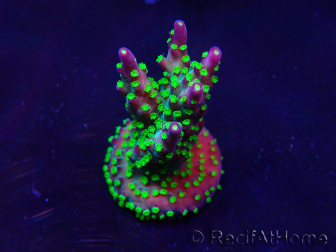 WYSIWYG Acropora Maricultuur geacclimatiseerd LED