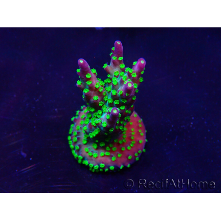 WYSIWYG Acropora Marikultur akklimatisiert LED