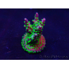 WYSIWYG Acropora Maricoltura acclimatata a LED