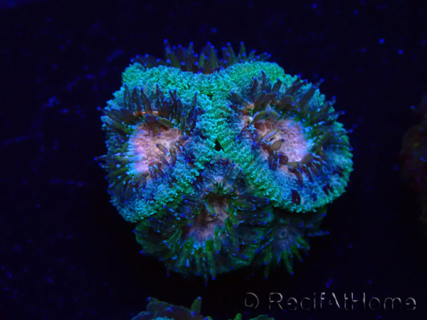 WYSIWYG Micromussa lordhowensis (antes Acanthastrea)