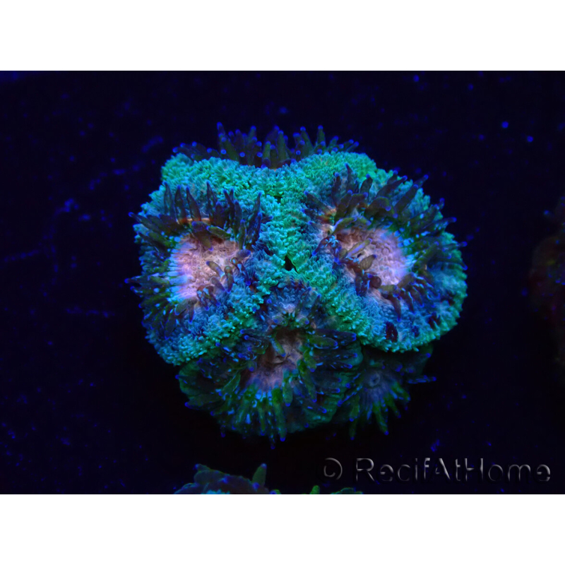 WYSIWYG Micromussa lordhowensis (ehemals Acanthastrea)
