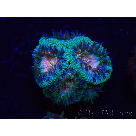 WYSIWYG Micromussa lordhowensis (ehemals Acanthastrea)