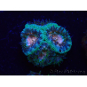 WYSIWYG Micromussa lordhowensis INDO (ex Acanthastrea) 25A1