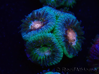 WYSIWYG Micromussa lordhowensis INDO (ex Acanthastrea) 25A2