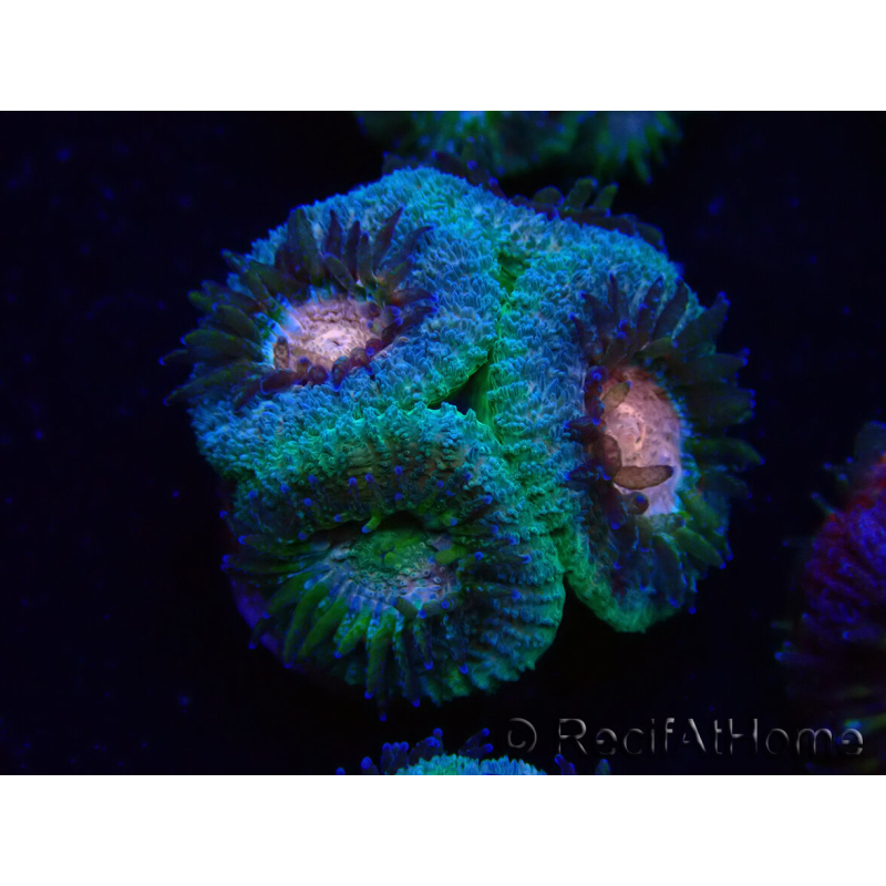 WYSIWYG Micromussa lordhowensis (ex Acanthastrea)