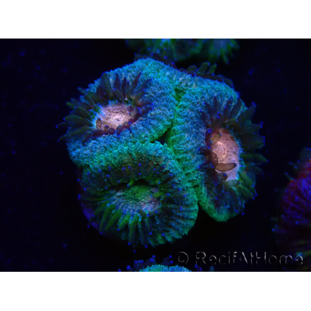 WYSIWYG Micromussa lordhowensis (ehemals Acanthastrea)