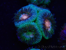 WYSIWYG Micromussa lordhowensis (ex Acanthastrea)