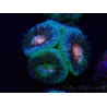 WYSIWYG Micromussa lordhowensis (ex Acanthastrea)
