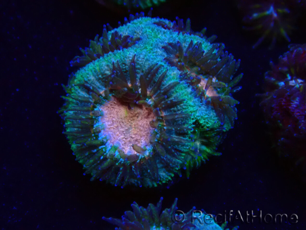 WYSIWYG Micromussa lordhowensis INDO (ex Acanthastrea) 25A3
