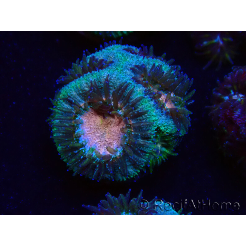 WYSIWYG Micromussa lordhowensis INDO (ex Acanthastrea) 25A3
