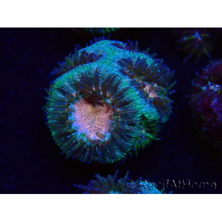 WYSIWYG Micromussa lordhowensis INDO (ex Acanthastrea) 25A3