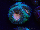 WYSIWYG Micromussa lordhowensis (ehemals Acanthastrea)