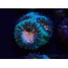 WYSIWYG Micromussa lordhowensis INDO (ex Acanthastrea) 25A3