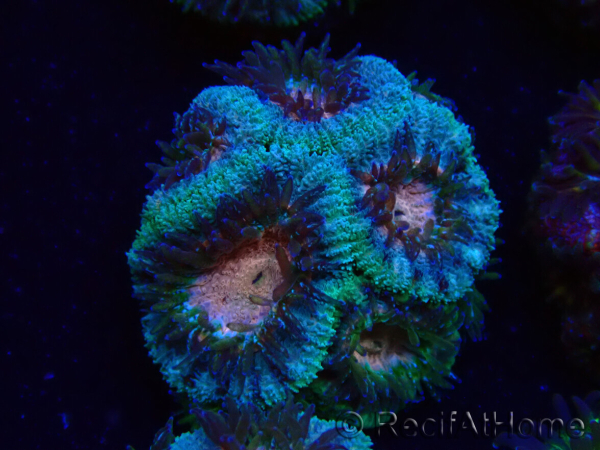 WYSIWYG Micromussa lordhowensis INDO (ex Acanthastrea) 25A4