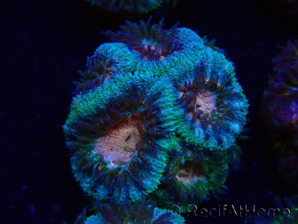 WYSIWYG Micromussa lordhowensis (ehemals Acanthastrea)