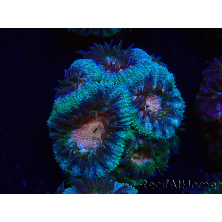 WYSIWYG Micromussa lordhowensis (ehemals Acanthastrea)