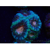 WYSIWYG Micromussa lordhowensis (antes Acanthastrea)