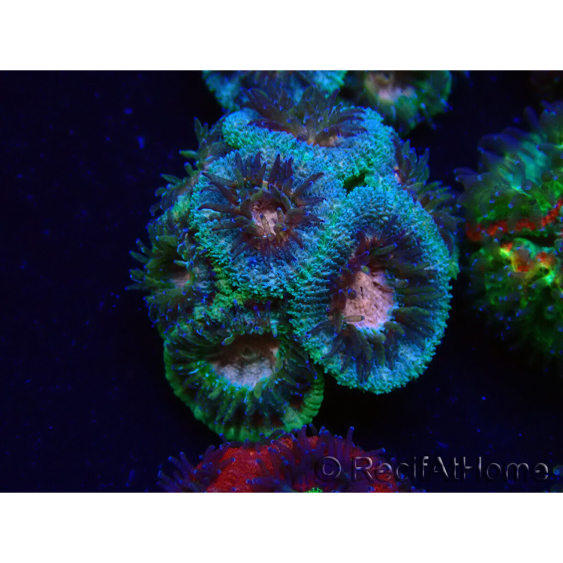 WYSIWYG Micromussa lordhowensis INDO (ex Acanthastrea) 25A5