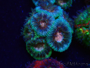 WYSIWYG Micromussa lordhowensis (formerly Acanthastrea)