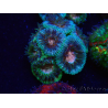 WYSIWYG Micromussa lordhowensis (ehemals Acanthastrea)
