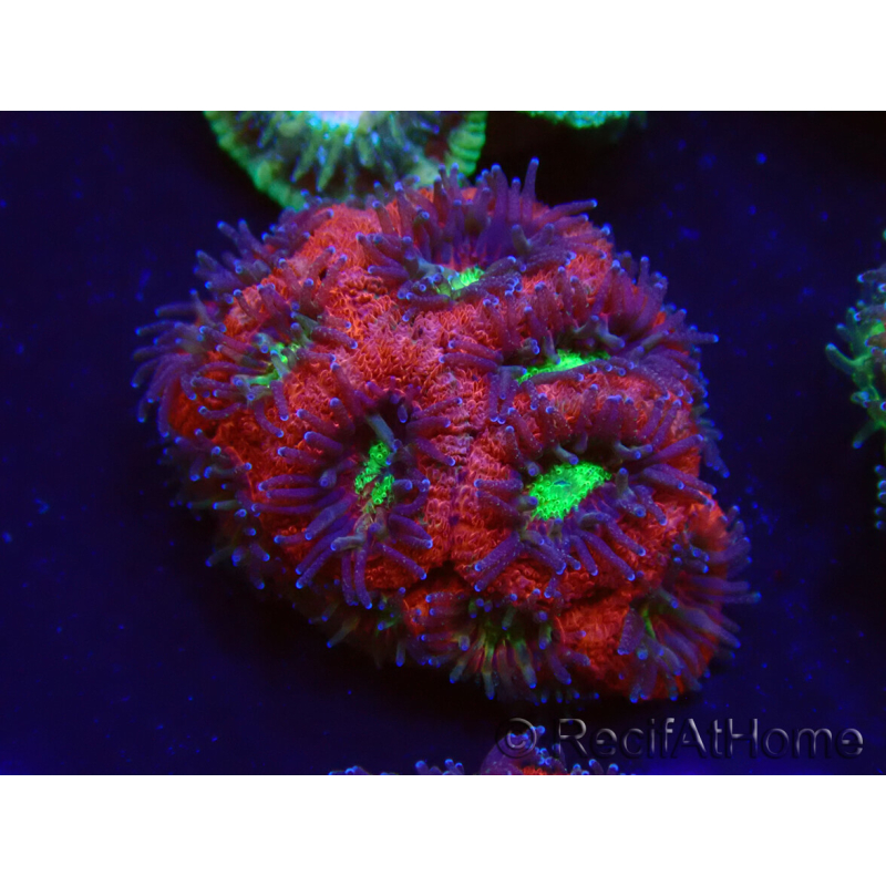 WYSIWYG Micromussa lordhowensis (antes Acanthastrea)