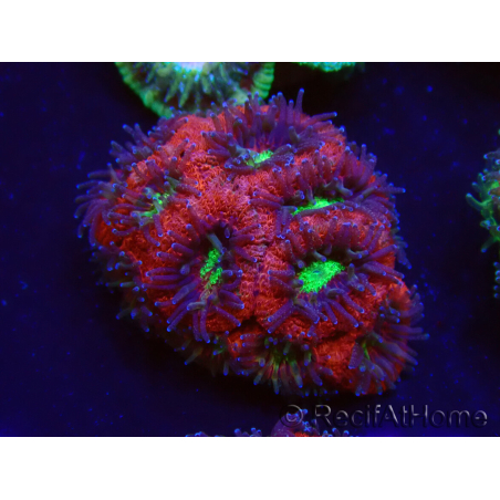 WYSIWYG Micromussa lordhowensis (formerly Acanthastrea)