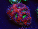 WYSIWYG Micromussa lordhowensis (ex Acanthastrea)