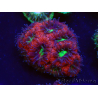 WYSIWYG Micromussa lordhowensis INDO (ex Acanthastrea) 25A6