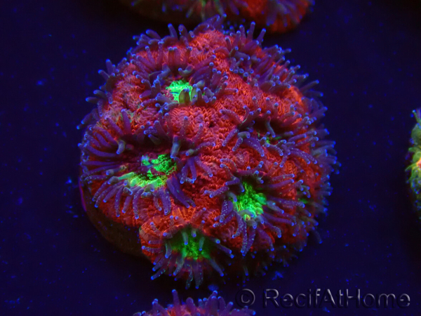 WYSIWYG Micromussa lordhowensis (formerly Acanthastrea)