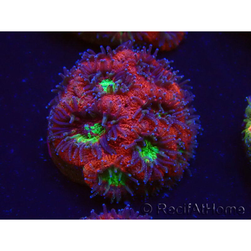 WYSIWYG Micromussa lordhowensis (ehemals Acanthastrea)