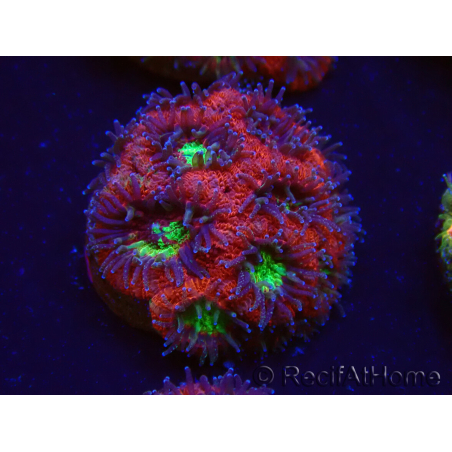 WYSIWYG Micromussa lordhowensis (antes Acanthastrea)