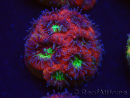 WYSIWYG Micromussa lordhowensis (ex Acanthastrea)