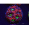 WYSIWYG Micromussa lordhowensis (ehemals Acanthastrea)