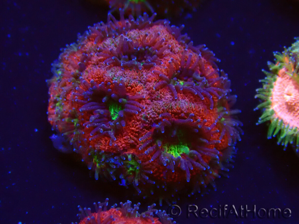 WYSIWYG Micromussa lordhowensis (ex Acanthastrea)