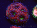 WYSIWYG Micromussa lordhowensis (ex Acanthastrea)
