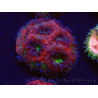 WYSIWYG Micromussa lordhowensis (ehemals Acanthastrea)