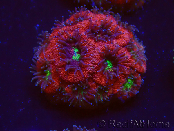 WYSIWYG Micromussa lordhowensis (antes Acanthastrea)