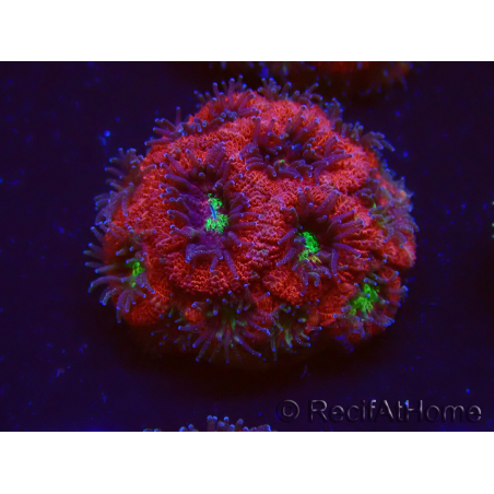 WYSIWYG Micromussa lordhowensis INDO (ex Acanthastrea) 25A9