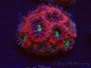 WYSIWYG Micromussa lordhowensis (ex Acanthastrea)