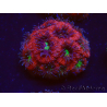WYSIWYG Micromussa lordhowensis INDO (ex Acanthastrea) 25A9