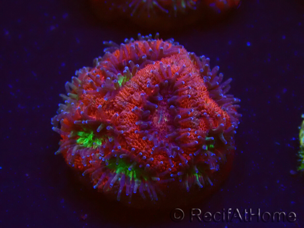 WYSIWYG Micromussa lordhowensis (ex Acanthastrea)