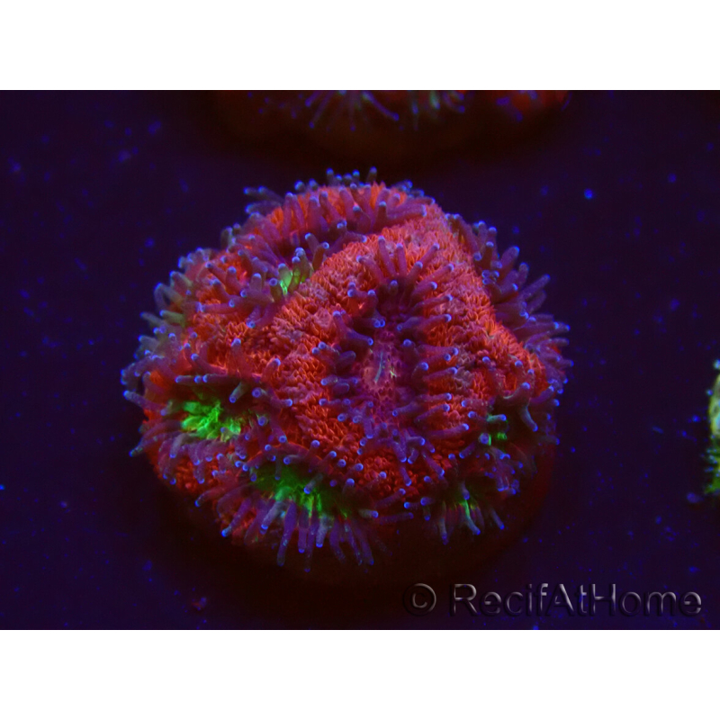 WYSIWYG Micromussa lordhowensis (formerly Acanthastrea)