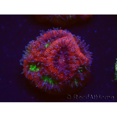 WYSIWYG Micromussa lordhowensis (formerly Acanthastrea)