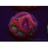 WYSIWYG Micromussa lordhowensis (ex Acanthastrea)