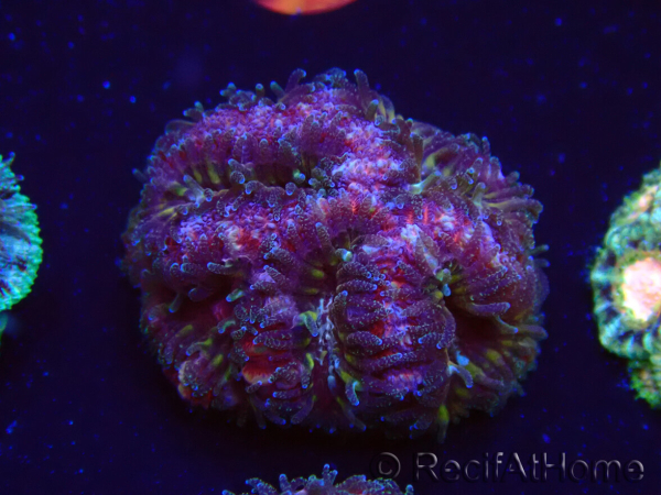 WYSIWYG Micromussa lordhowensis (formerly Acanthastrea)