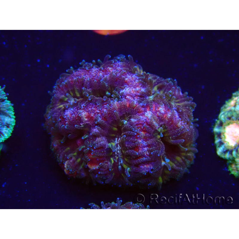 WYSIWYG Micromussa lordhowensis (ehemals Acanthastrea)
