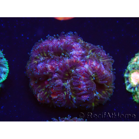 WYSIWYG Micromussa lordhowensis (antes Acanthastrea)